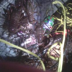 Hoop net with lobsters