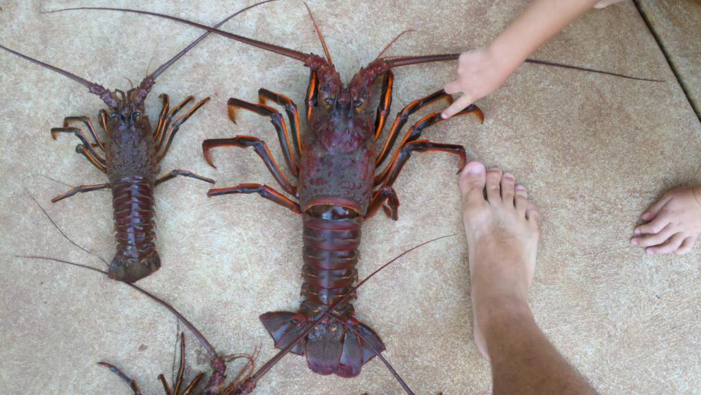 How to Tail a California Spiny Lobster – Steve's Blog