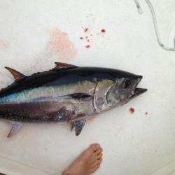2013-07-27_tuna-35lb