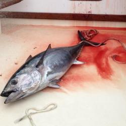 2013-07-27_tuna-bled