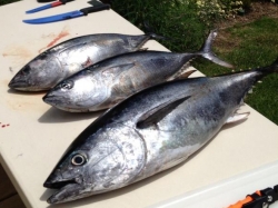 2013-07-28_tuna-cleaning