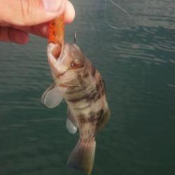 Worlds Smallest Sandbass