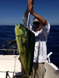 Dorado near 425